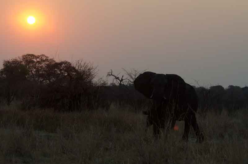 48 - Namibia - elefantes - parque nacional de Bwabwata